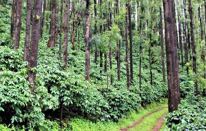 A guide explaining coffee processing in Chikmagalur