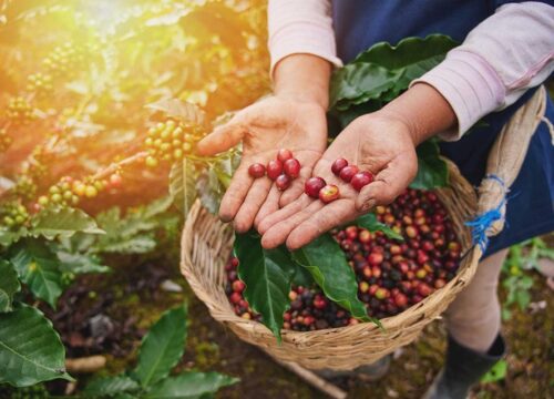 Unveiling the Rich Heritage: Exploring Chikmagalur’s Coffee Plantations
