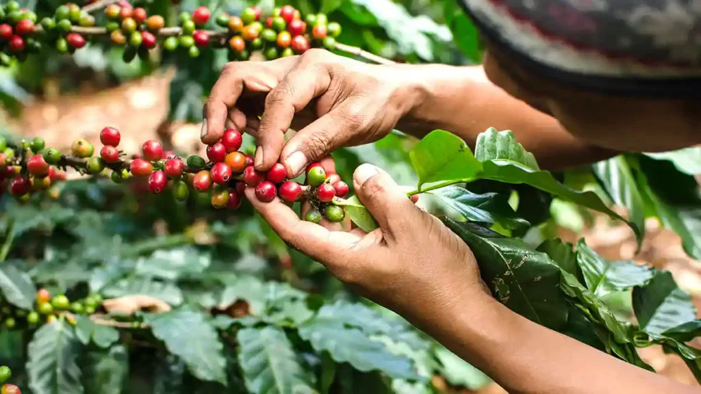 Coffee beans drying under the sun in Chikmagalur
