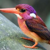 chikmagalur rare birds