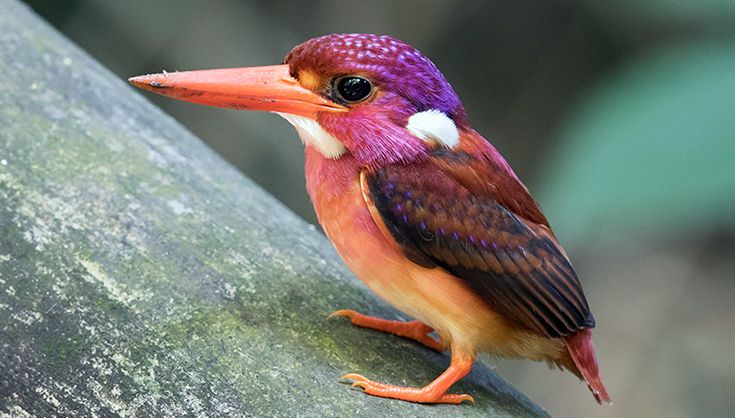 chikmagalur rare birds